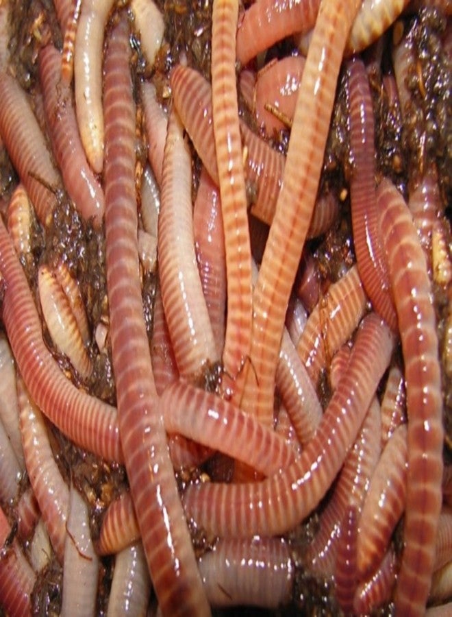 BESTBAIT 1 LB. PANFISH European Nightcrawlers Approx. 250-300 Count Composting Worms Fishing Worms